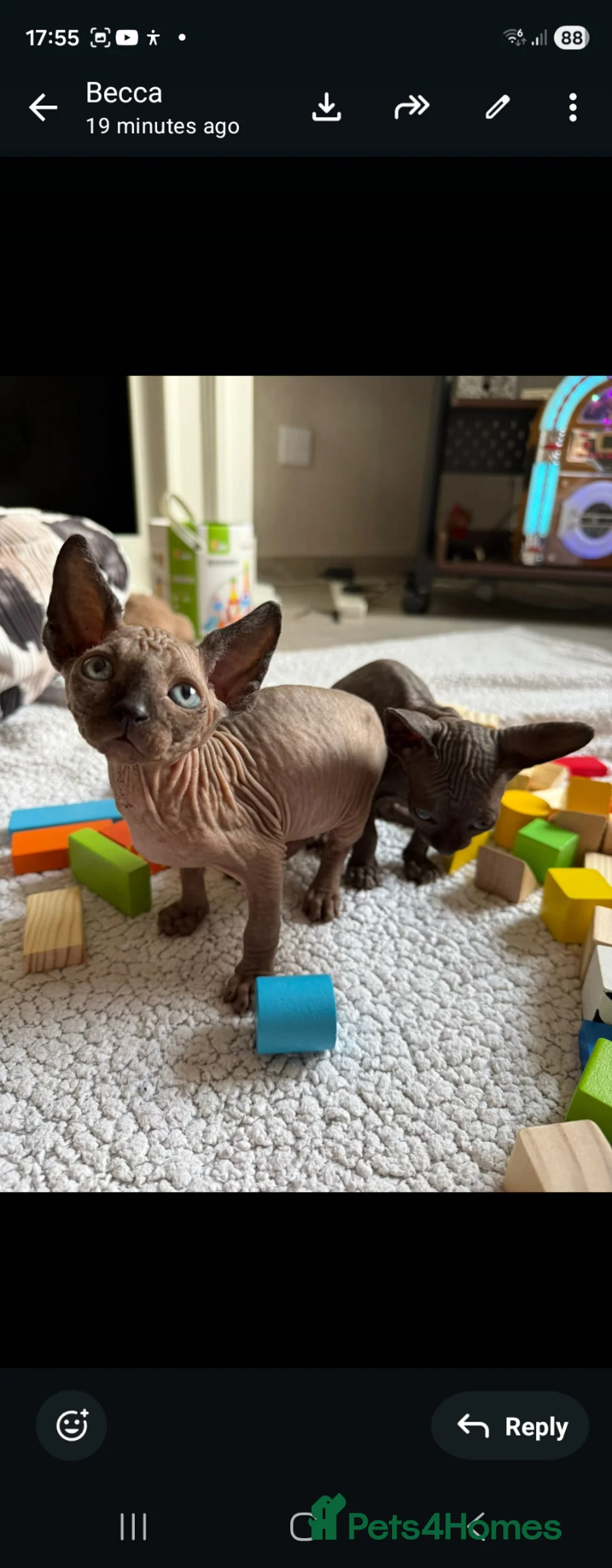 Sphynx cats for sale: Beautiful sphynx kittens - Advert 2