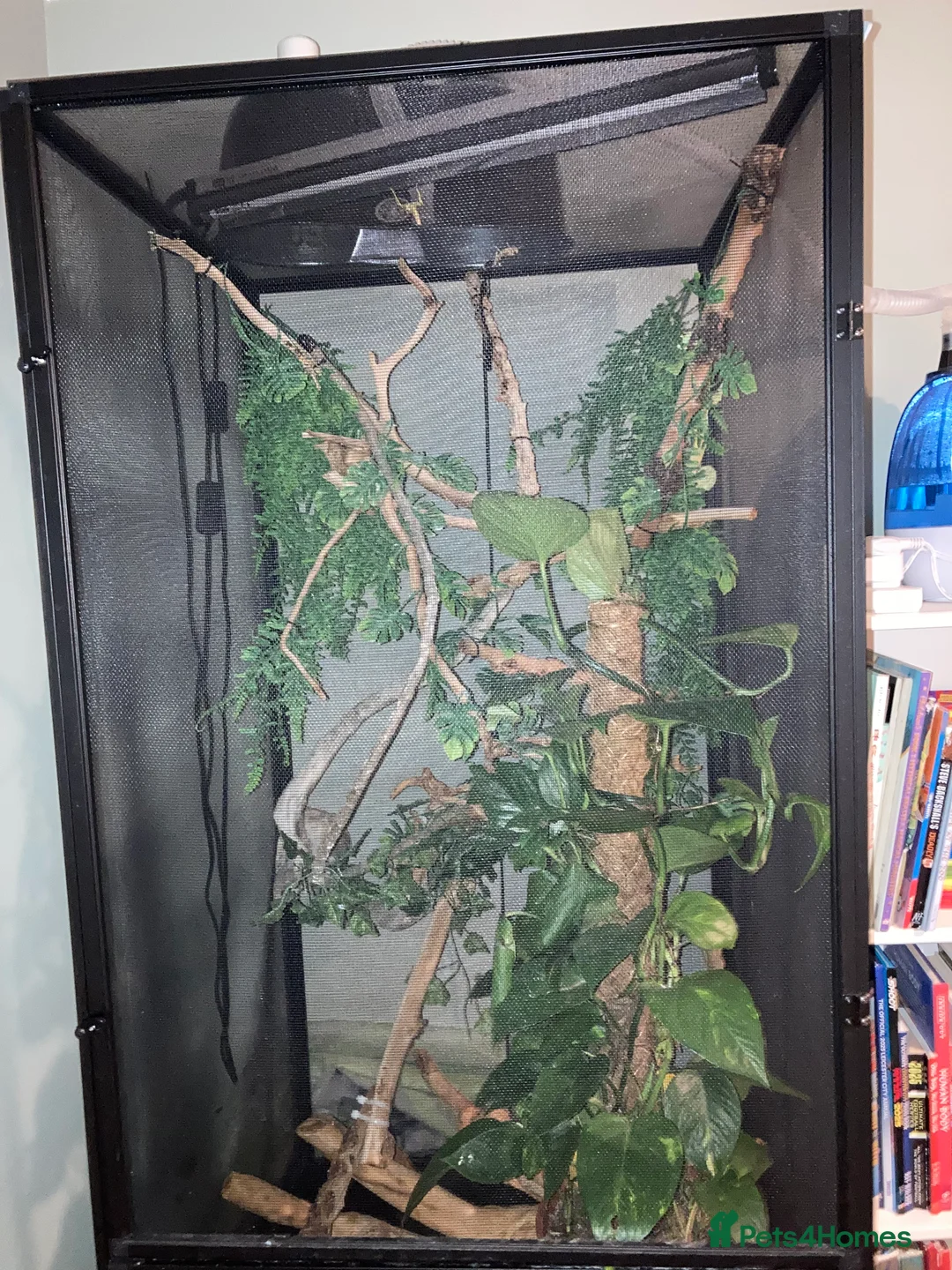 Chameleon reptiles for sale: Very friendly Yemen chameleon full setup - Advert 2
