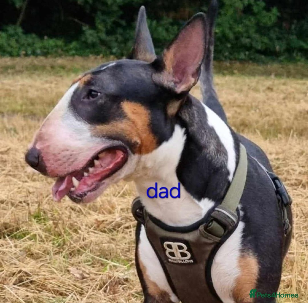 Bull Terrier dogs for sale: 4 English bull terriers - Advert 10