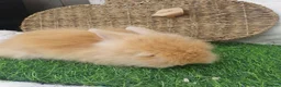 Lionhead rabbits for sale: Double Mane Lionheads - Advert 1