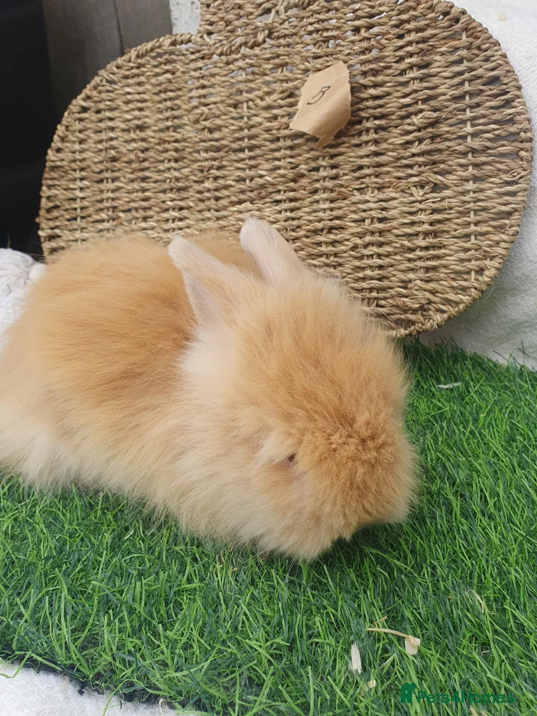 Lionhead rabbits for sale: Double Mane Lionheads - Advert 1