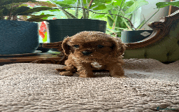 Cavalier King Charles Spaniel dogs for sale: READY NOW CavalierKingsCharlesSpaniel boy  - Image 7