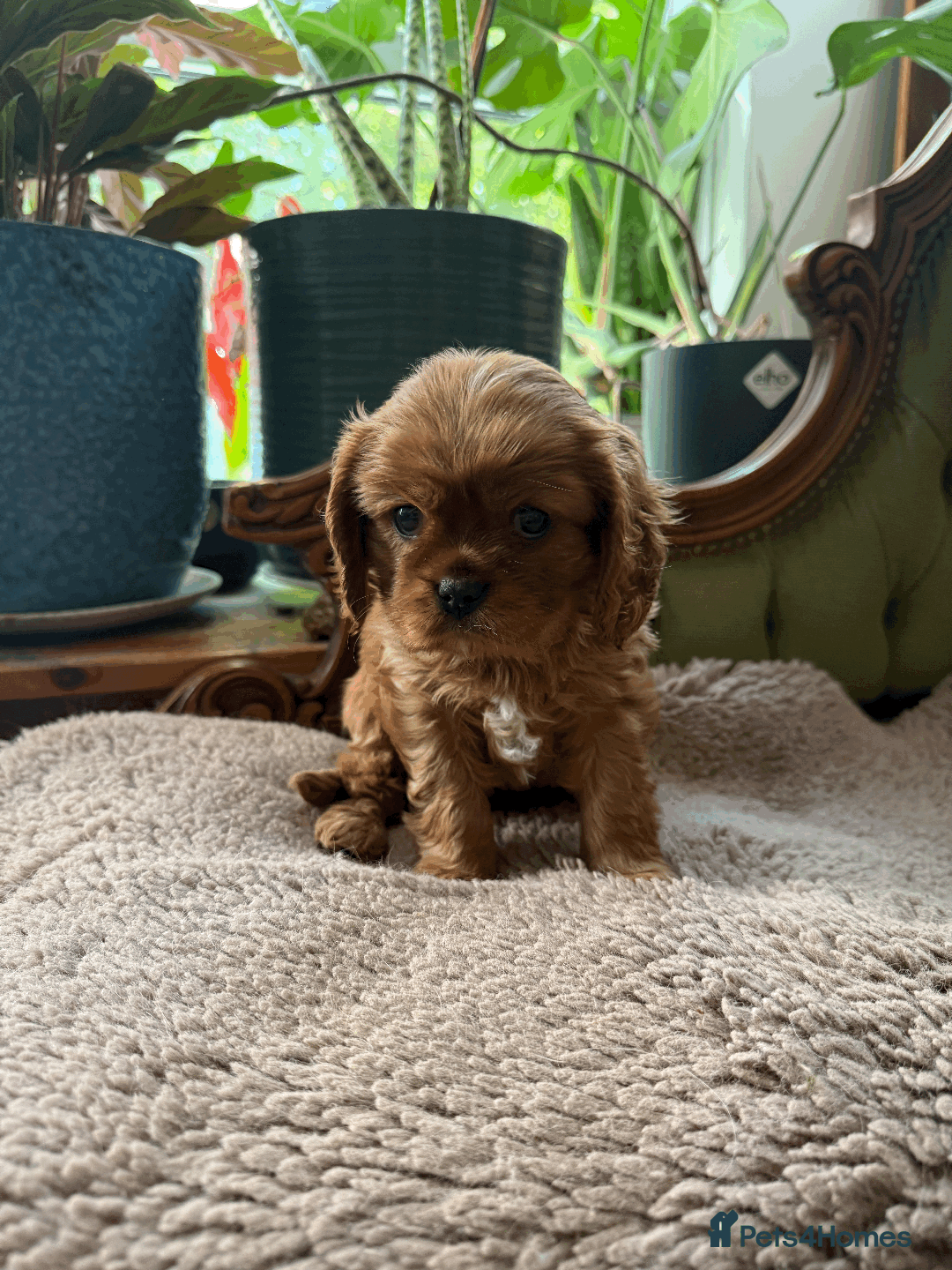 Cavalier King Charles Spaniel dogs for sale: READY NOW CavalierKingsCharlesSpaniel boy  - Image 7