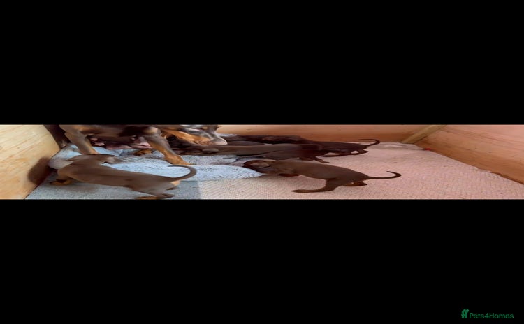 Dobermann dogs - Advert 1