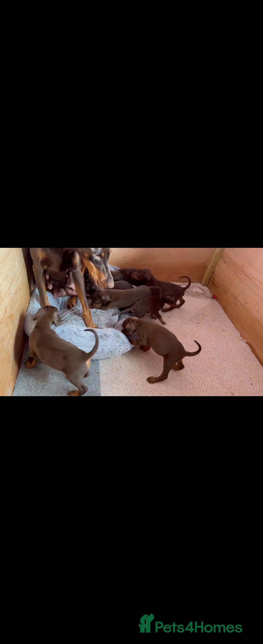 Dobermann dogs for sale: Absolutely geogeous KC registered doberman puppies - Image 1