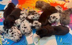Great Dane dogs for sale: Outstanding litter of Great Danes  - Image 3