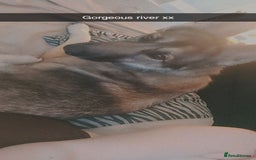 German Shepherd dogs for sale: Female German shepard  - Image 14