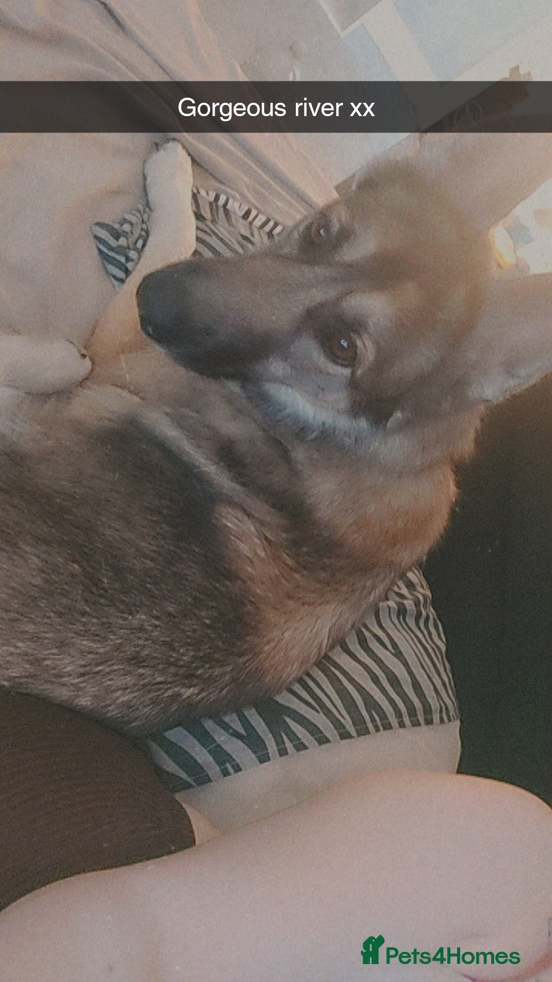 German Shepherd dogs for sale: Female German shepard  - Image 14