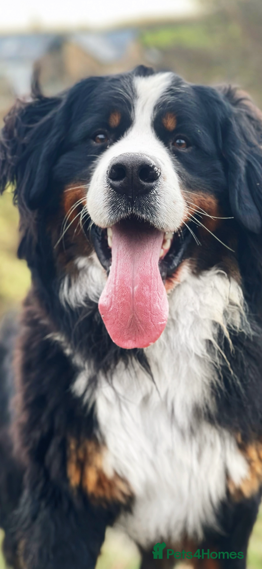 Bernese Mountain Dog dogs for sale: Quality Bernese Mountain Dog Puppies  - Advert 19