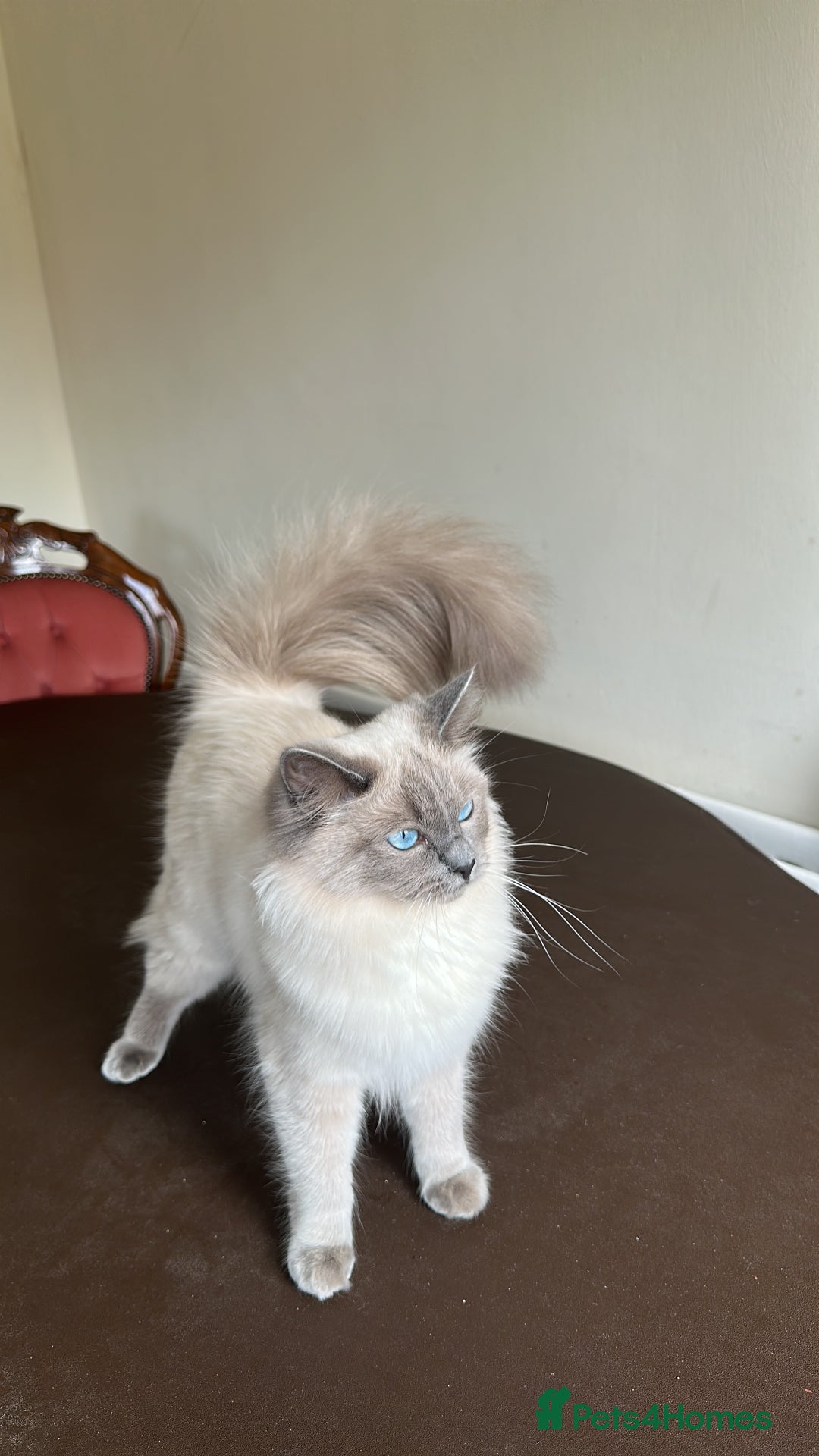 Ragdoll cats for sale: Adorable 4ragdoll Kitten Looking for a Loving Home - Advert 6