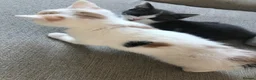 Mixed Breed cats for sale: Kittens  - Advert 4