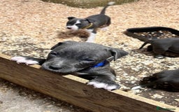 Staffordshire Bull Terrier dogs for sale: 🐶🐾Staffordshire puppies ❤️🐶 - Image 13