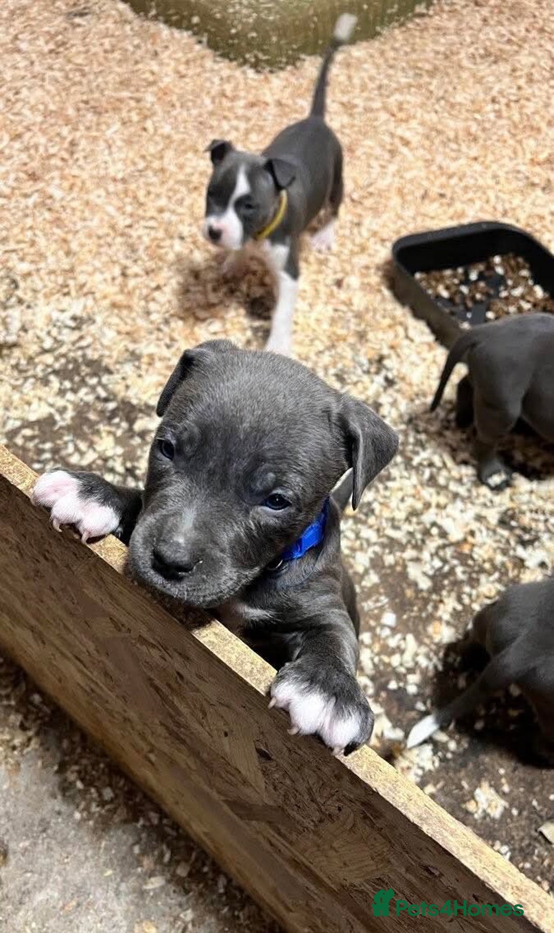 Staffordshire Bull Terrier dogs for sale: 🐶🐾Staffordshire puppies ❤️🐶 - Image 13