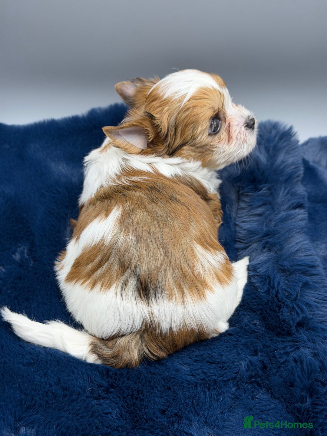 Yorkshire Terrier dogs for sale:  New Litter of Exotic Colourful Yorkshire Terriers - Image 16