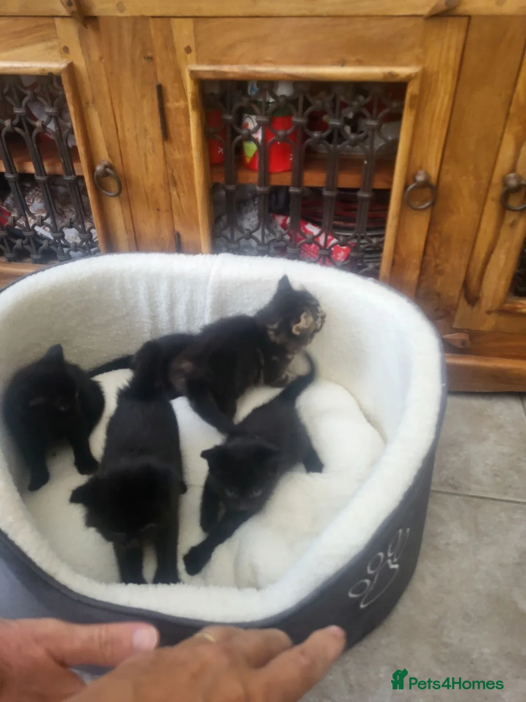 Mixed Breed cats for sale: Kittens forsale in Liverpool - Advert 2