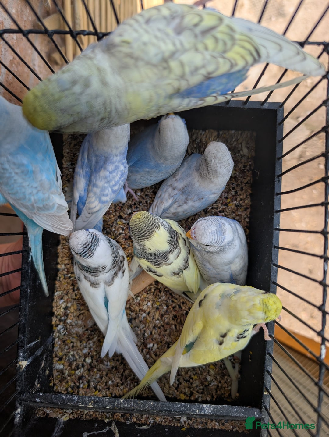Budgerigars birds for sale: Baby budgies and starter cage  - Image 9