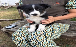 Border Collie dogs for sale: Collie pups   - Image 6