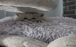 British Longhair cats for sale: 4 British hair kittens  - Image 6