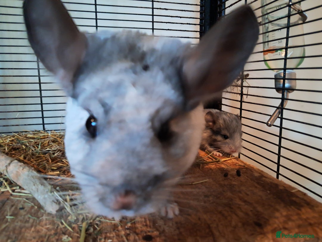 Chinchilla rodents for sale: Bonded, breeding chinchilla pair - Image 2
