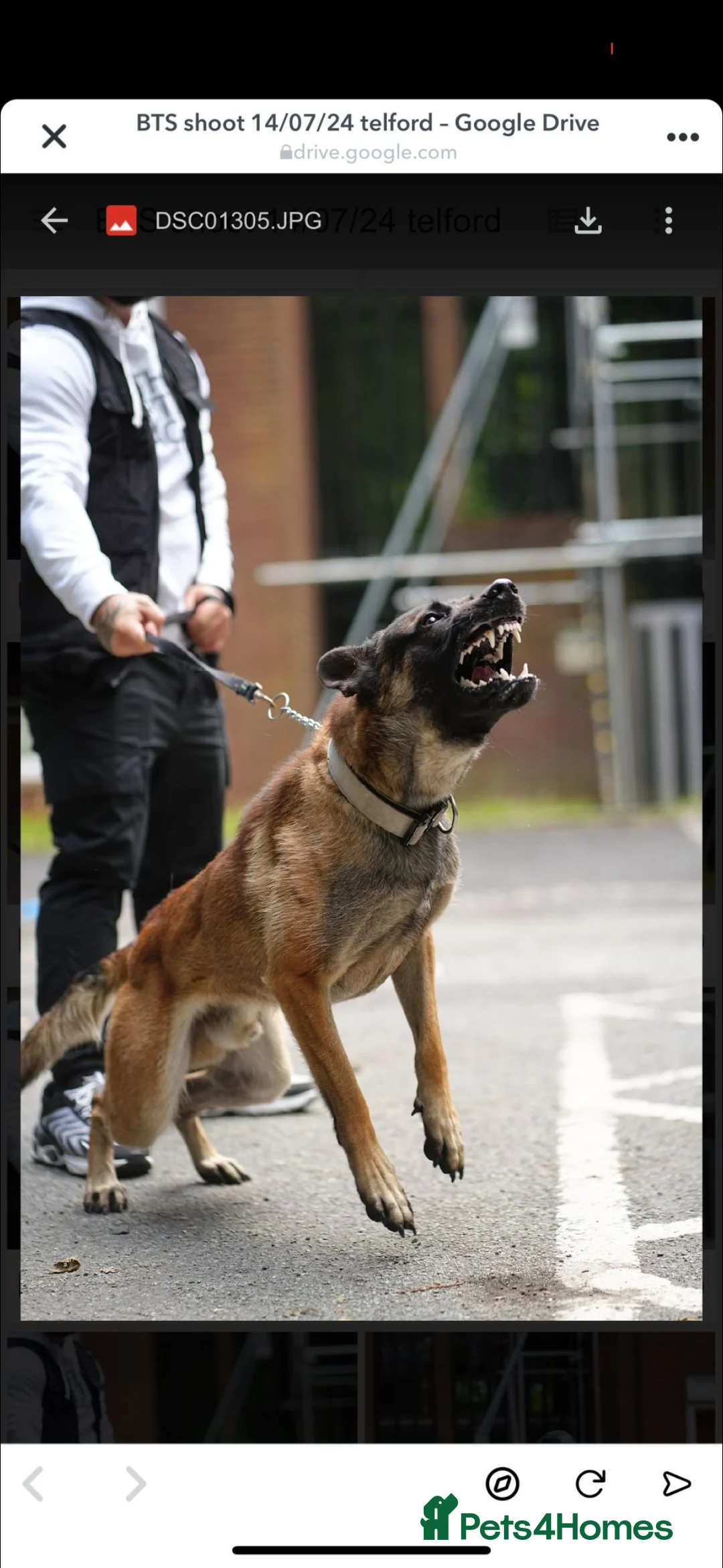 Belgian Shepherd Dog dogs for sale: GORGEOUS BELGIUM MALI/ DUTCH HEARDER PUPPIES  - Advert 3