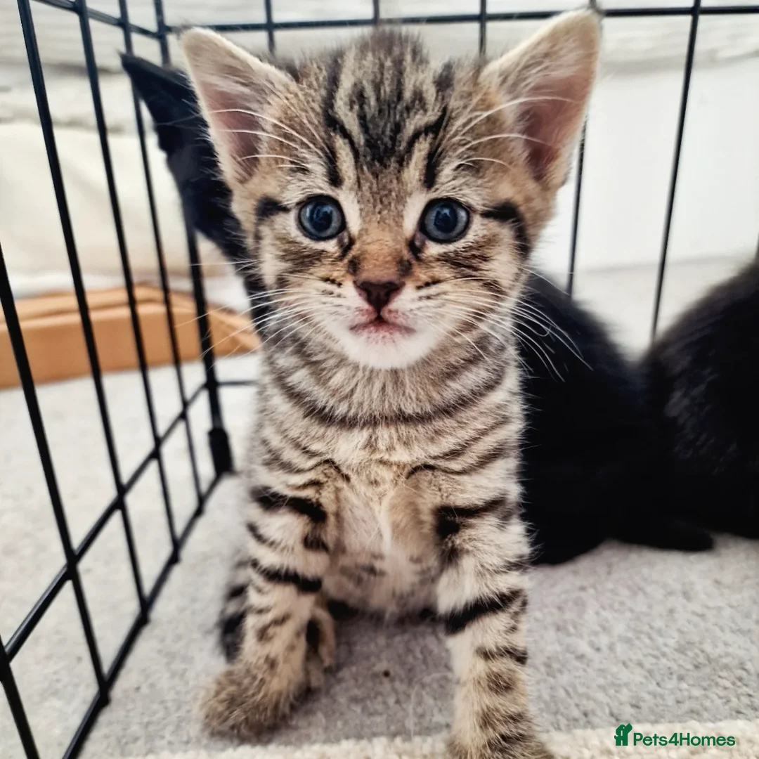 Mixed Breed cats for sale: Beautiful kittens for loving homes from 8th Aug  - Image 13