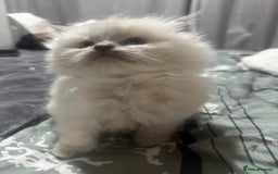 Ragdoll cats for sale: 5 blue eye fluffy ragdoll kittens  - Image 12
