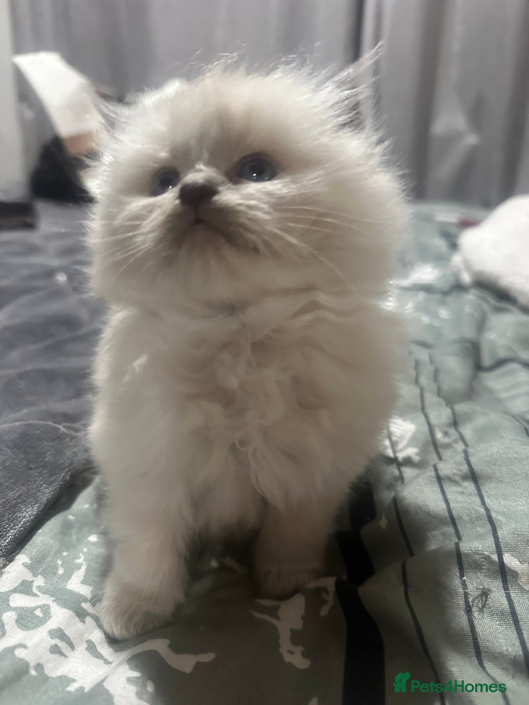 Ragdoll cats for sale: 5 blue eye fluffy ragdoll kittens  - Image 12