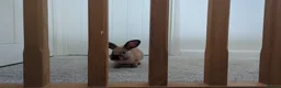 Mixed Breed rabbits for sale: 7 month bun for loving home  - Advert 5