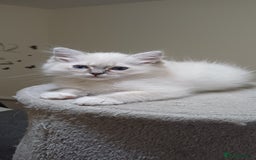 Ragdoll cats for sale: 2 Beautiful Girls available  - Image 7