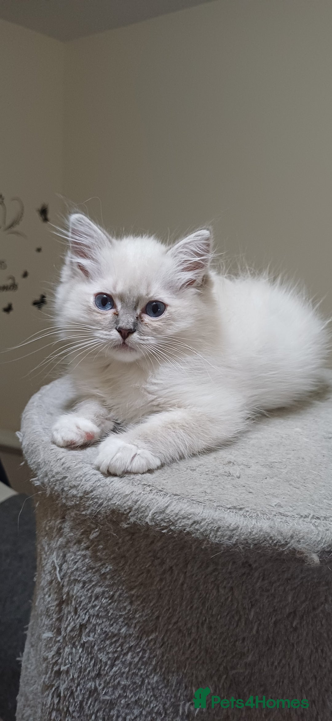 Ragdoll cats for sale: 2 Beautiful Girls available  - Image 7