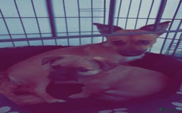 Jack Chi dogs for sale: Jack chi  - Advert 5