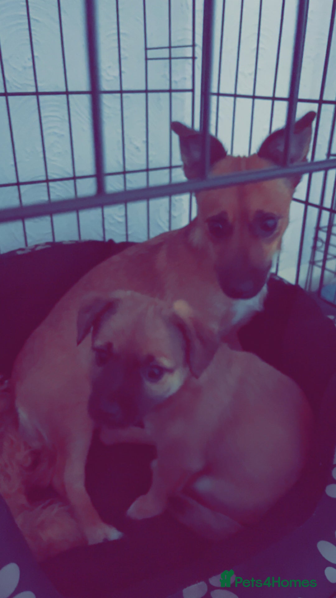 Jack Chi dogs for sale: Jack chi  - Advert 5