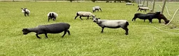 Sheep livestock for sale: Registered Shetland Sheep Ewes in Sheerness - Advert 6