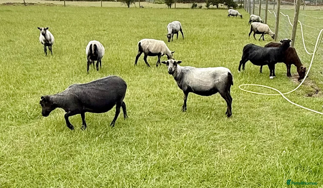 Sheep livestock for sale: Registered Shetland Sheep Ewes in Sheerness - Advert 6