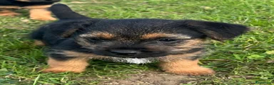 Border Terrier 2