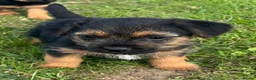 Border Terrier dogs for sale: Boarder terrier x jack Russell - Advert 11