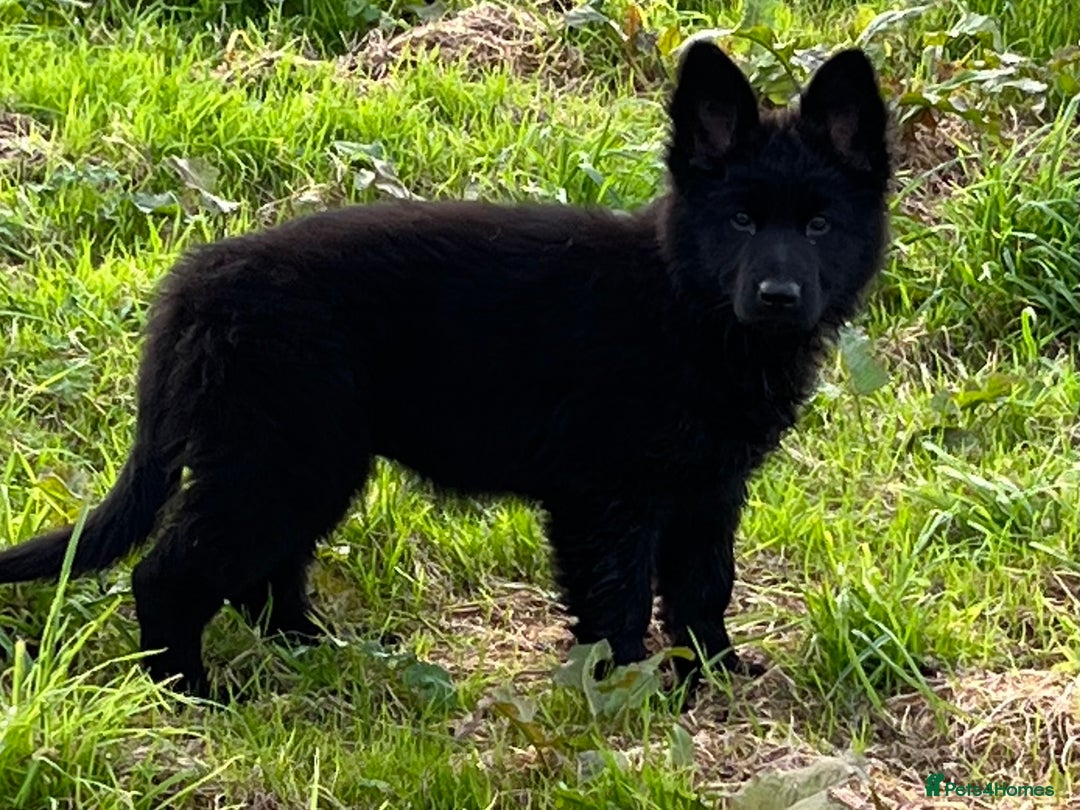 German Shepherd dogs for stud: Old-fashioned type GERMAN SHEPHERD at stud - Advert 15