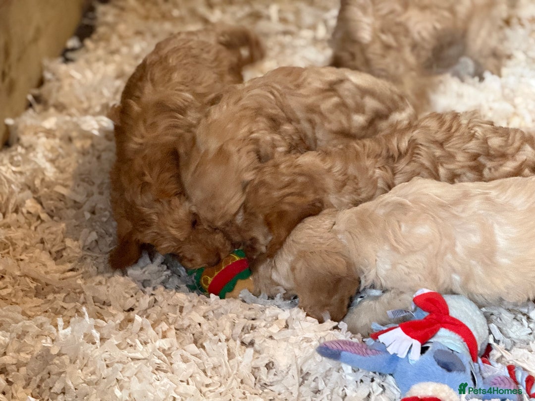 Cockapoo dogs for sale: F1 standard Cockapoo’s  - Advert 7