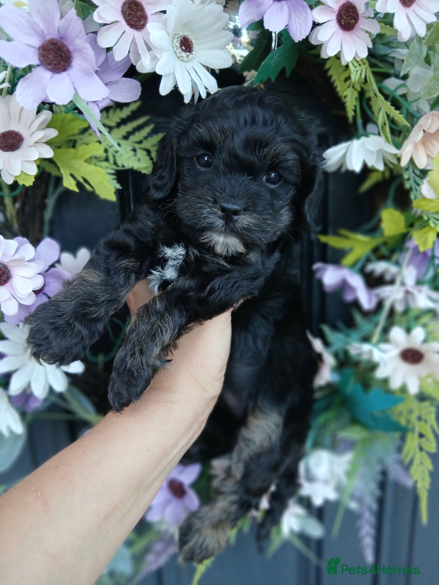 Cavapoo dogs Beautifull health tested cavapoos - Advert 1
