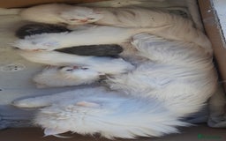 Persian cats for sale: GCCF Registered Persian kittens  - Image 6