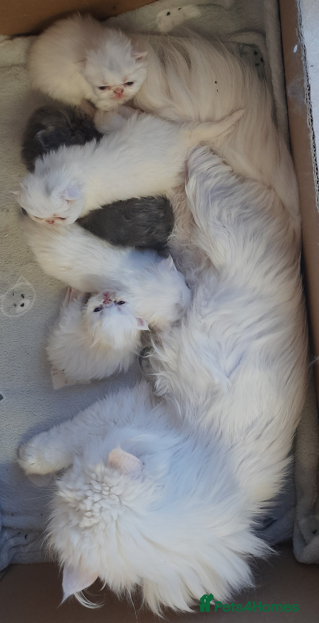 Persian cats for sale: GCCF Registered Persian kittens  - Image 6