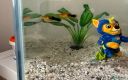 Minnows fish for sale: Fish, fish tank and accessories  - Image 2