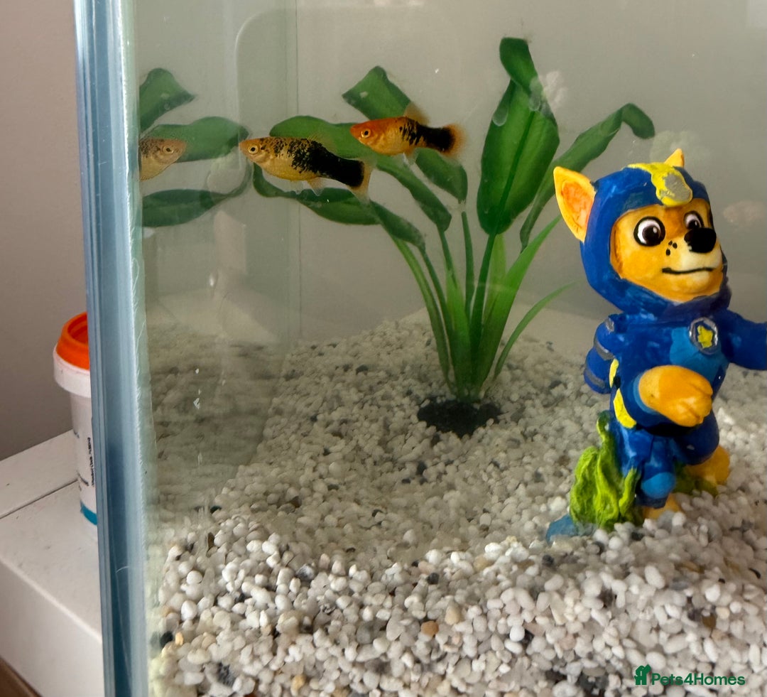 Minnows fish for sale: Fish, fish tank and accessories  - Image 2