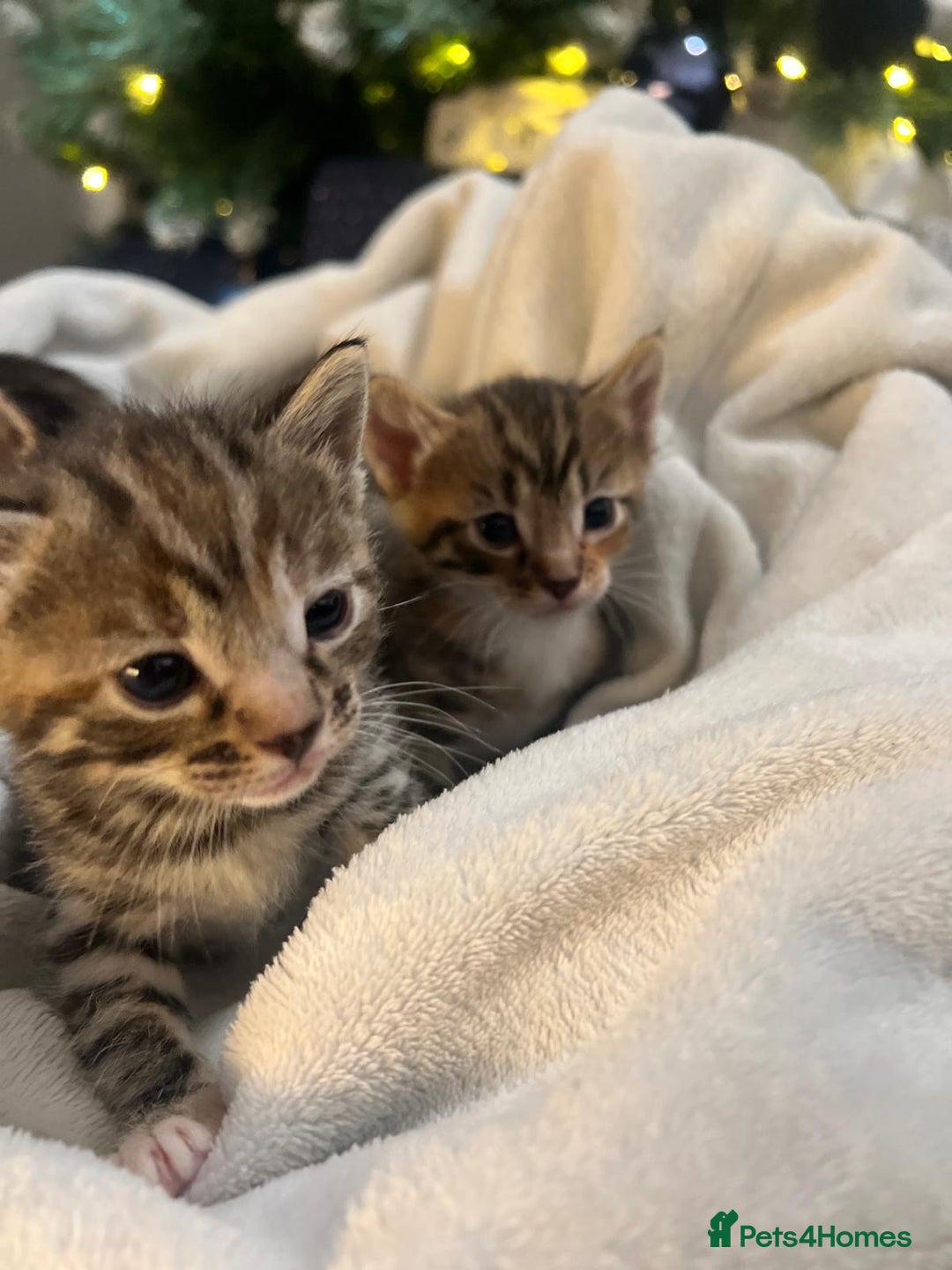 Bengal cats for sale: Beautiful Half Bengal Kittens - Advert 7