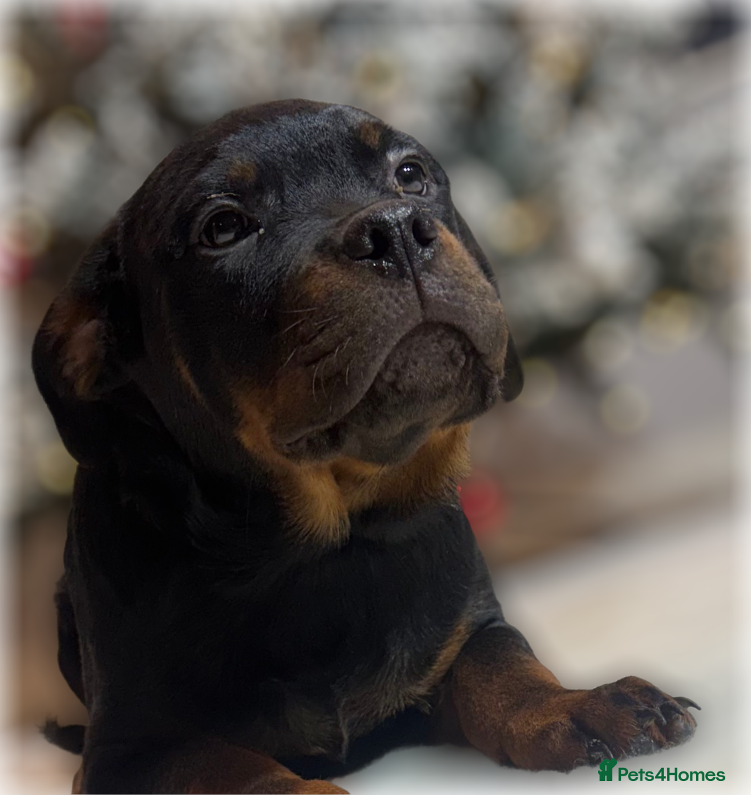 Rottweiler dogs for sale: ROTTWEILER PUPPIES. KC REGISTERED. FREE INSURANCE. - Advert 24