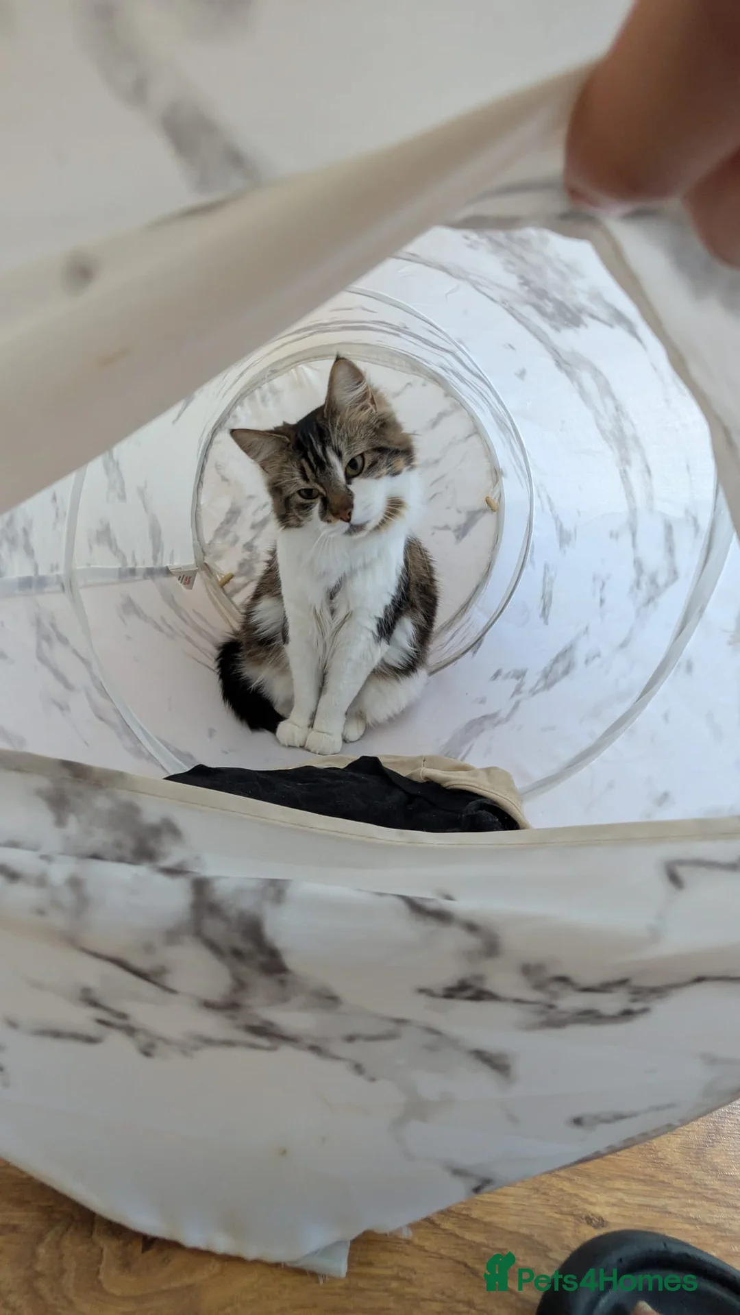 Mixed Breed cats for sale: Friendly 1 year old cat in Derby - Advert 2