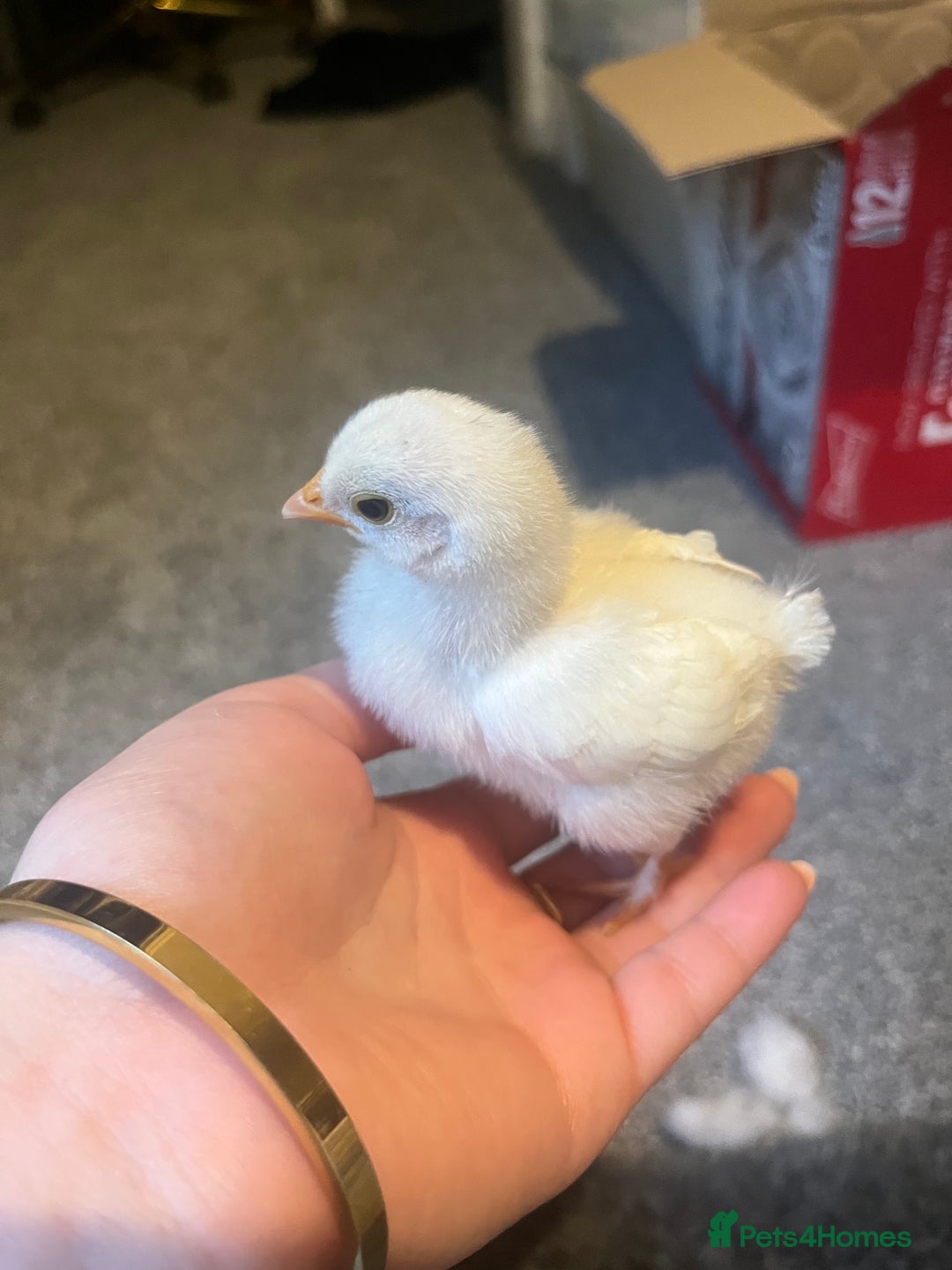 Chickens poultry for sale: Lonely chick, parent and siblings have disappeared in Hull - Image 1