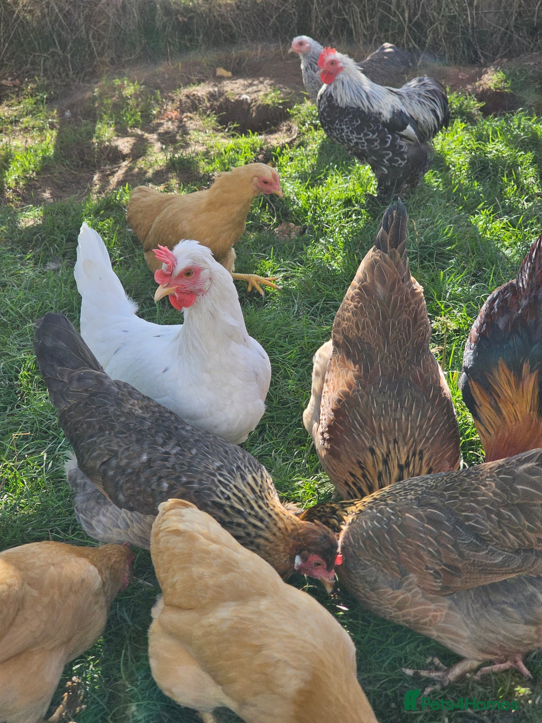 Chickens poultry for sale: Hybrids and bantams for sale - Image 3