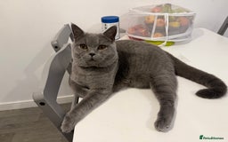British Shorthair cats for sale: British shorthair kittens  - Image 18