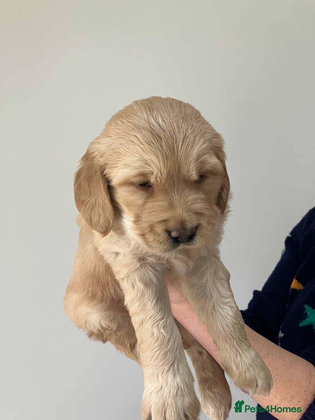 Golden Retriever dogs for sale: KC Registered Golden Retriever Male Ready  24/12 - Advert 6